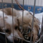 (인천)<b>유기</b><b>견</b>보호중이에요!