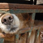 이보다 잔인한 곳이 있을까요... 수원 개 도살장의 개들을 구해야...