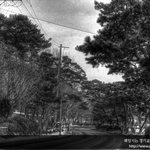 [수원시 장안구] 노송지대 - 수원시 장안구 소재