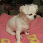 (사진有)이 강아지 주인을 찾아주세요!! 부탁드립니다!