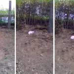 한강<b>시민</b>공원 풀숲에서 작은 토끼를 봤어요!!!!!