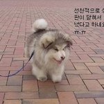 성장이 멈춰버린 강아지ㅠ.ㅠ