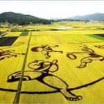한국 vs 일본의 벼 <b>아트</b> 대결
