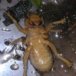 [사진有]지금의 대세는 <b>폭풍</b>인증하고 자는것인가? 나도인증