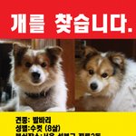 우리 <b>웅</b>돌이를 찾습니다.