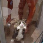 <b>도도</b>한 고양이 물에 젖으면 한 없이 볼품없구나