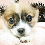 완전개<b>소심</b>,개도도,개이쁜, 우리막내