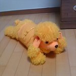 저희집에 <b>푸들</b>(강아지)이왔어요^^~ 사진有