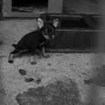 개와 고양이 - 2번째 사진 대방출