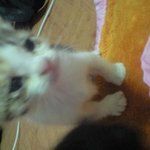 길에서 누가 버린!! 고양이!! 데리고왔어요..ㅠ 입양합니다..사진...