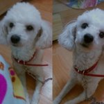 (인천) <b>푸들</b> 강아지 찾습니다 ..