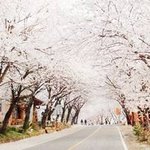 벚꽃 축제 다녀왔어요