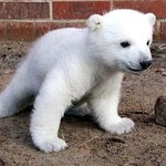 세계의 귀염<b>둥이들</b> 모음