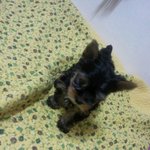 [사진有]강아지분양피해