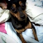 서울시 서초구에서 미니어쳐핀셔(미니핀)를 잃어버렸어요.