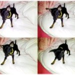 사진有)) 성은 <b>황이</b>요 이름은 빈폴!