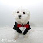 귀여운 강아지 사진