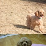 안락사 될뻔한 우리 호빵이..이제 내 가족이 되었어욤...有