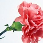 ★어버이날  용돈받은 사연