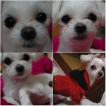 제발 강아지좀 찾아주세요 (사랑이)거주지역 수원남문부근