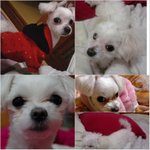 강아지를 찾아주세요 부탁드립니다.(<b>수원</b>남문부근:사랑이)사진有