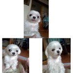 집에 <b>도둑</b>이 든후 애완견이 없어졌어요.ㅠㅠ
