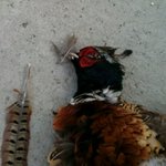 33만원짜리 꿩을 잡는 방법