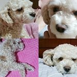 우리 강아지 밤밤이좀 찾아주세요 ㅜㅜ
