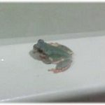 사진有) 7년동안 동거중인 <b>청개구리</b>~