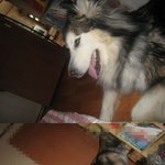 <b>알래스칸</b> <b>말라뮤트</b> 개를 찾습니다ㅜ(사진 有)