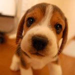 이렇게 귀여운데 악마<b>견이</b>라고?