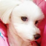 저희집 이쁜멍멍이가 개빡이로 된 이유(사진有)