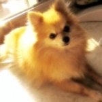 <b>개도</b> 소중해요ㅠㅠ