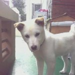울산 남구 수암시장 일대(앞)에서 분실한 5개월 된 백구를 찾습니다