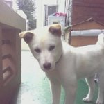 5개월 된 백구를 찾습니다(울산 남구 수암시장 일대서 분실)
