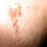 말 못하는 <b>동물</b>이라고 학대하지 말아주세요....