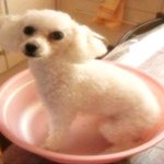 서울시 강북구 흰<b>푸들</b> 찾습니다.