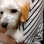 강아지 주인찾아요(경남 <b>창원</b>)