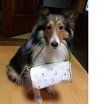 ● 저희집 셜티를 잃어버렸어요...도와주세요 사례금 드려요..