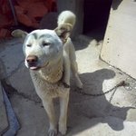 개친소 (이효리 닮은 개친구를 소개합니다) 사진(有)