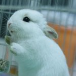 개, 고양이 말고 다른 <b>애완</b>동물?