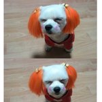 울집개가 <b>진리</b>