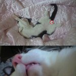 우리집 얼짱 고양이의 <b>엽사</b>