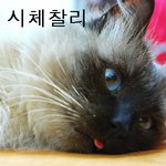 고양이 <b>찰리</b>~ 실체를 밝혀라~!!