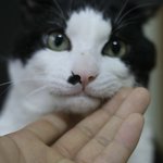 날 버리고 <b>조명</b>등에 집착하는 매정한 녀석...