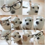 티아라 &amp; 안경 쓴 우리 집 강아쥐 ^^