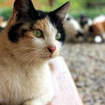 고양이들 싫어하지 말아주세요 ㅋ