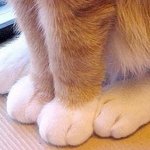 앙증맞은 <b>동물</b>들의 솜방망이?