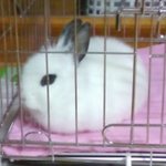 밥먹고 그릇치우는 토끼 보신적있으세여?^ㅁ^