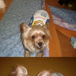 (부탁) 저희집 강아지 <b>깜지</b>를찾아주세요...